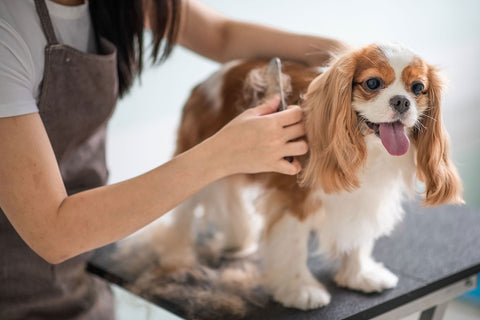 Dog Grooming at Home